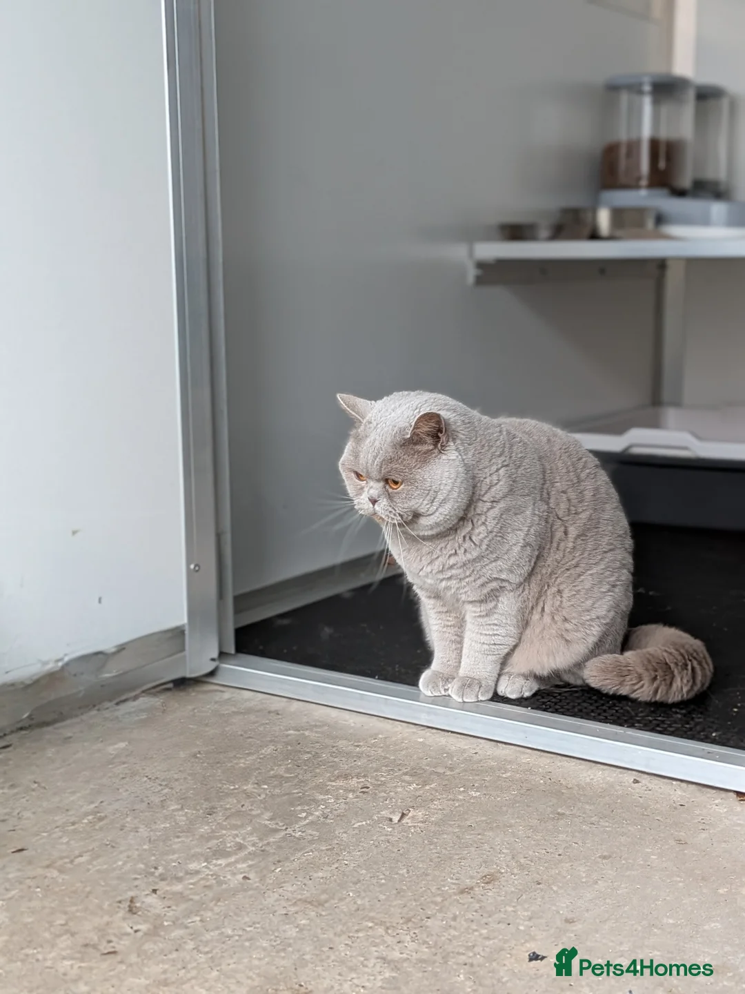 British Shorthair cats for stud: Champion 🏆 BSH stud  in Derby - Advert 1