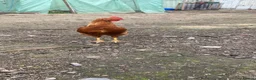 Chickens poultry for sale: Chicken  in Manchester - Advert 1