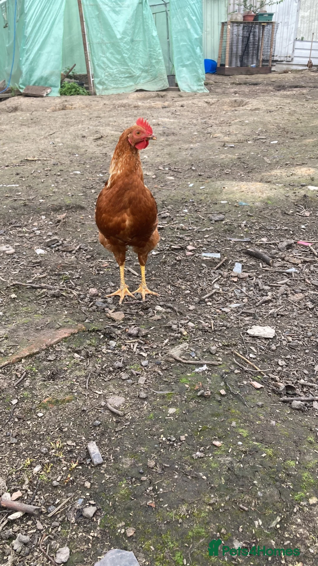 Chickens poultry for sale: Chicken  in Manchester - Advert 1