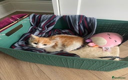 Mixed Breed cats for adoption: Ozzy needs a new home - Image 7