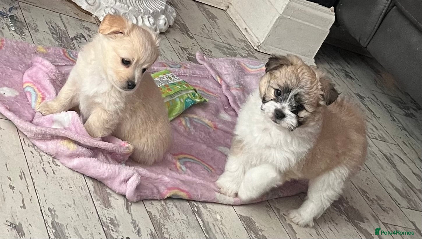 Mixed Breed dogs TINY LITTLE POMCHI X BABIES READY TO GO  - Advert 13