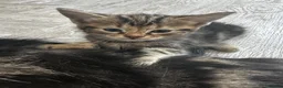 Mixed Breed cats for sale: 5 Female blonde Tabby’s and 1 black female - Advert 11