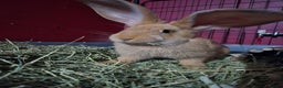 Continental Giant rabbits for sale: 8 month old continental giant  - Advert 6