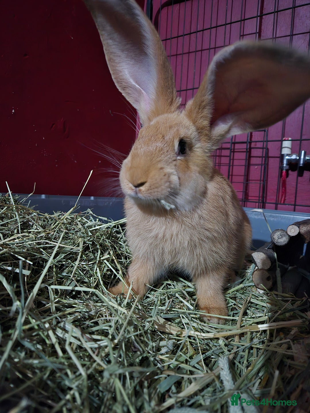Continental Giant rabbits for sale: 8 month old continental giant  - Advert 6