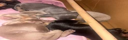Miniature Dachshund dogs for sale: Beautiful Miniature Dachshund Puppies 🐾❤️ - Advert 33