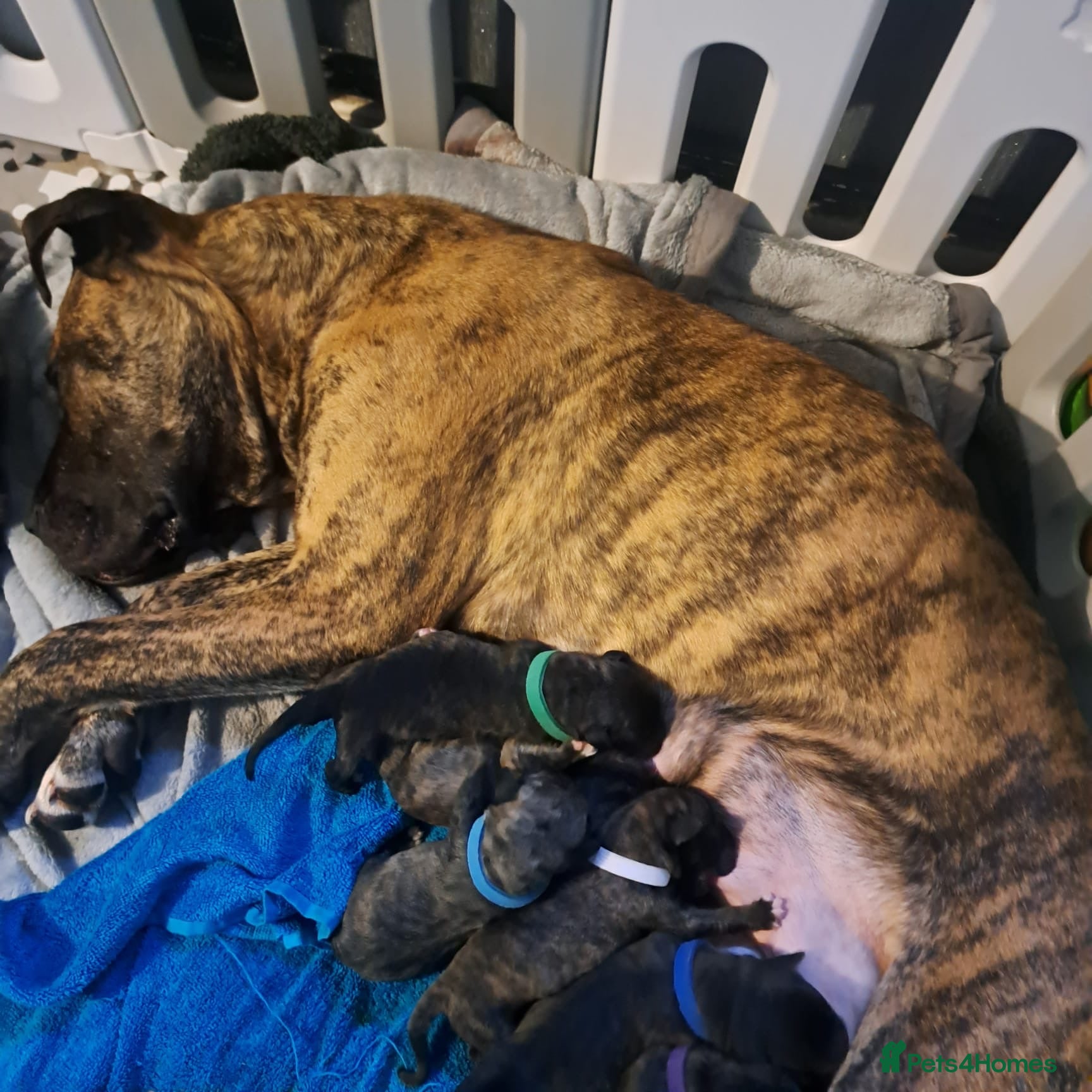 Mixed Breed dogs Presa x Cane Corso - Advert 5