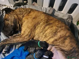 Mixed Breed dogs Presa x Cane Corso - Advert 16