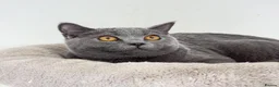 British Shorthair cats for sale: British short hair boy- GCCF registered - Advert 5
