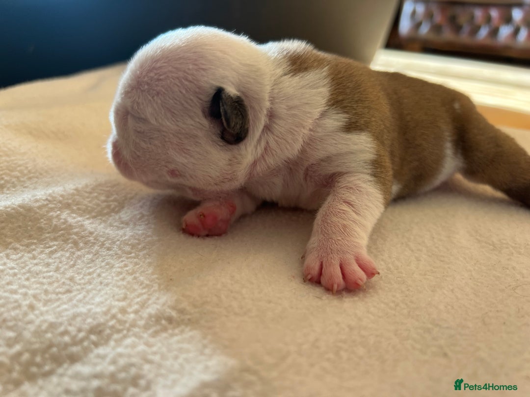 English Bulldog dogs for sale: English bulldogs - Advert 12