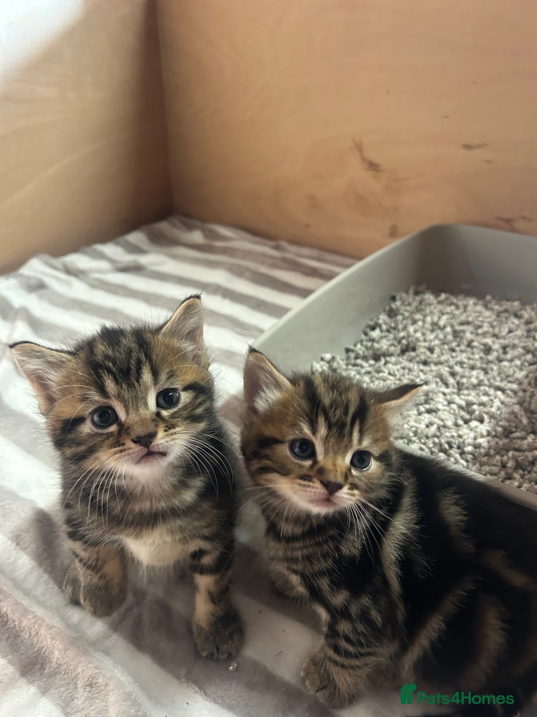 Mixed Breed cats for sale: Cutest kittens 👀🏡❤️ - Advert 3