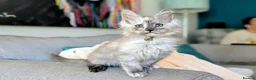 Maine Coon cats for sale: Beautiful Maine coon kittens - Advert 2