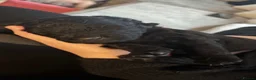 Cockapoo dogs for sale: Cockapoo Puppies  - Advert 9