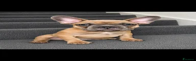 French Bulldog Puppy 2