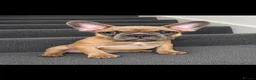 French Bulldog dogs for sale: Beautiful frenchies for sale, ready to leave now - Advert 9