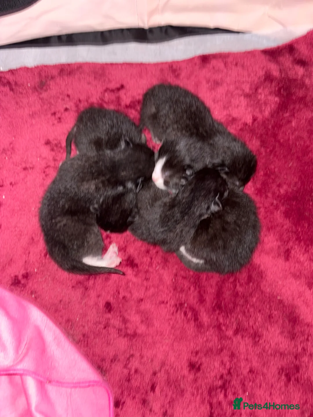 Domestic Shorthair cats for sale: Kittens  in Portsmouth - Advert 2