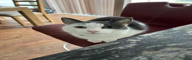 Ezio