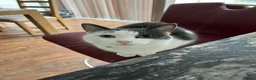 Domestic Shorthair cats for sale: Icarus and Ezio - Advert 3