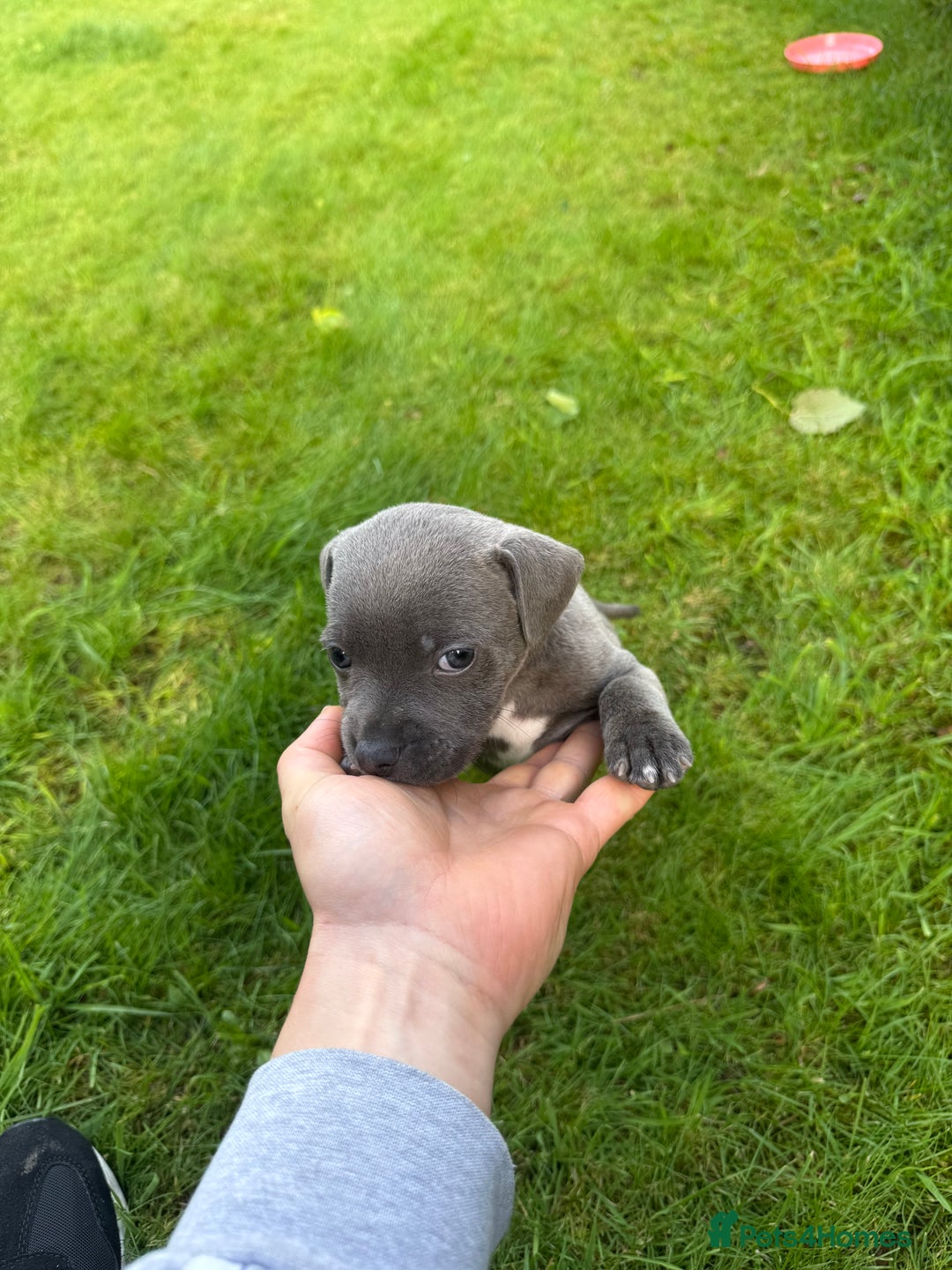 Staffordshire Bull Terrier dogs for sale: Blue Staffordshire bull terrier Staffy ❤️😍 - Image 10