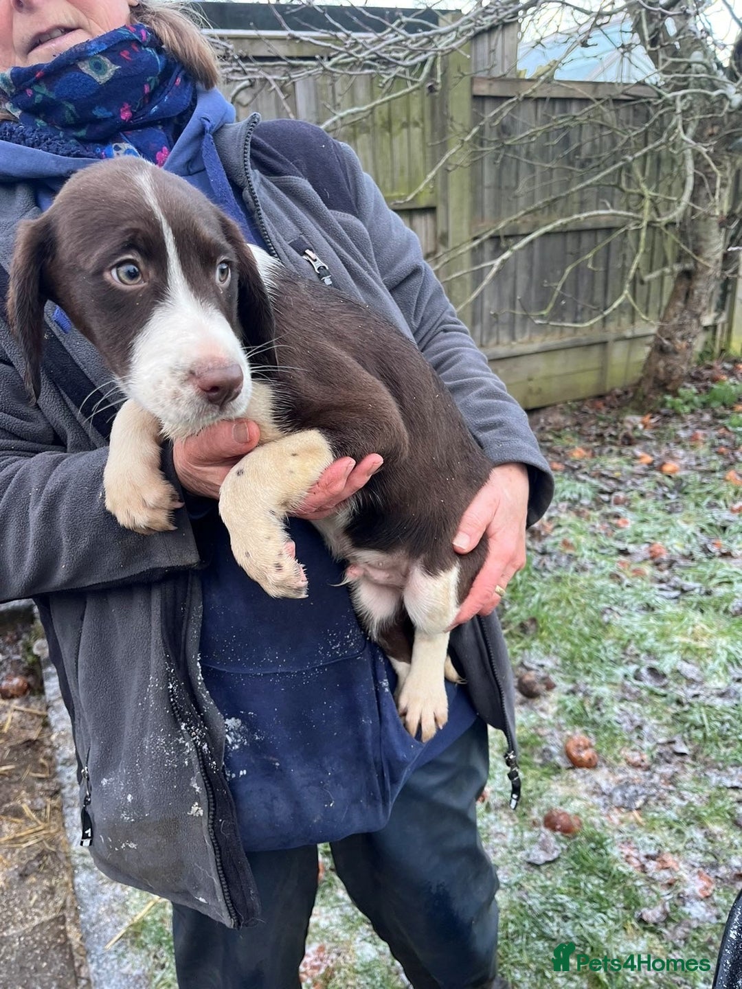 Mixed Breed dogs for sale: Border Collie x Cocker spaniel Pups  - Advert 10