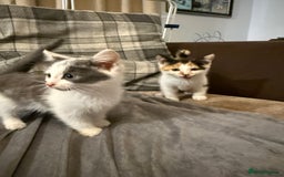 British Shorthair cats for sale: A beautiful grey and white markings girl left - Image 17