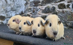 Guinea Pig rodents for sale: Californian Guinea pigs - Image 6