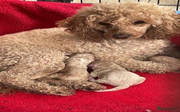 Miniature Poodle dogs for sale: Miniature poodle puppies  - Image 18