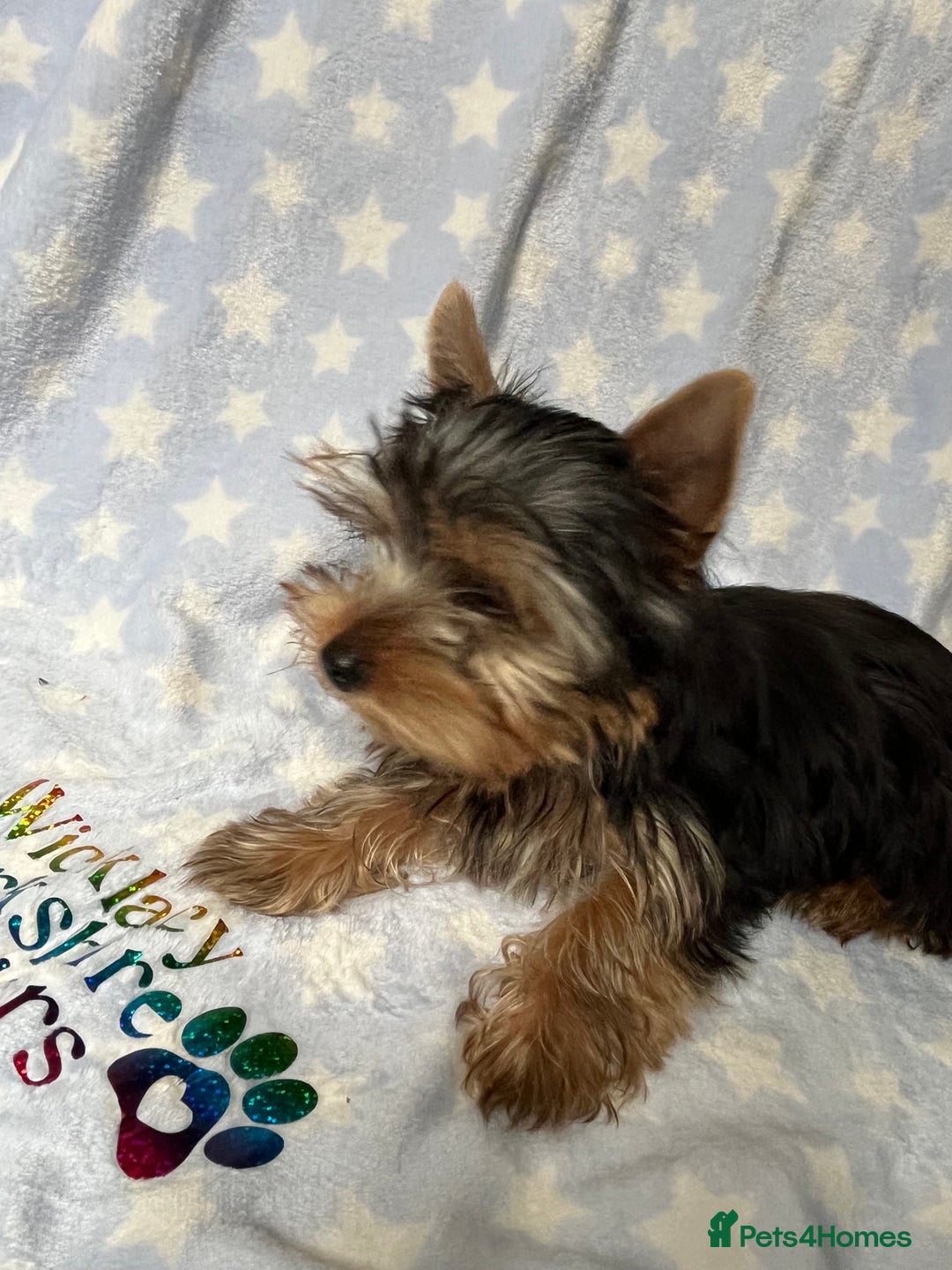 Yorkshire Terrier dogs for sale: Adorable pedigree Yorkshire Terriers - Image 7