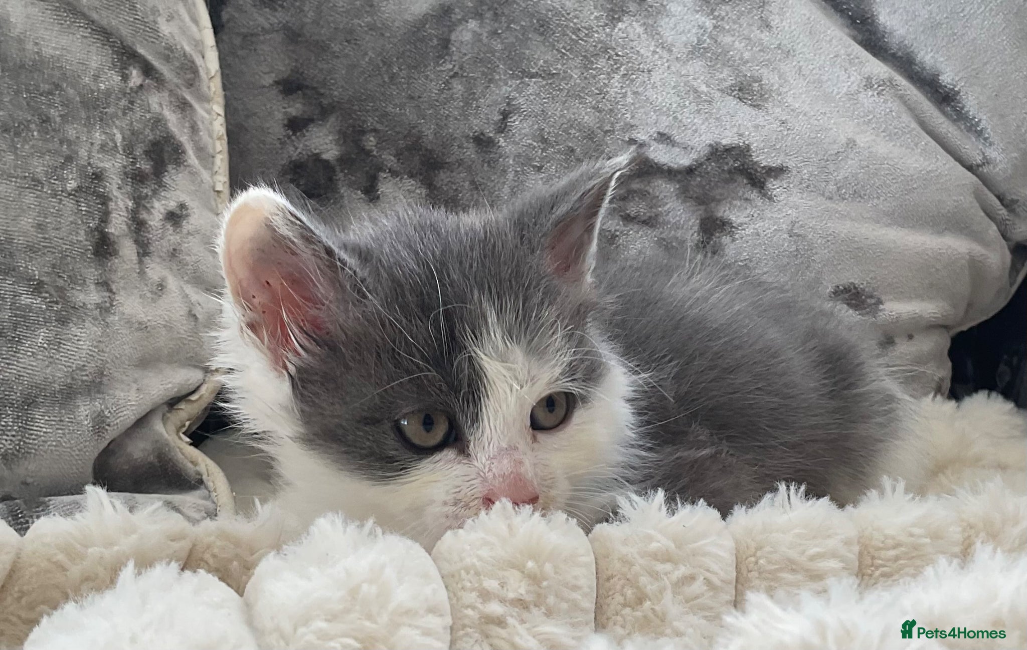 Mixed Breed cats Kittens ✨ - Advert 18