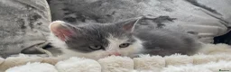 Mixed Breed cats for sale: Kittens ✨ in Romsey - Advert 1