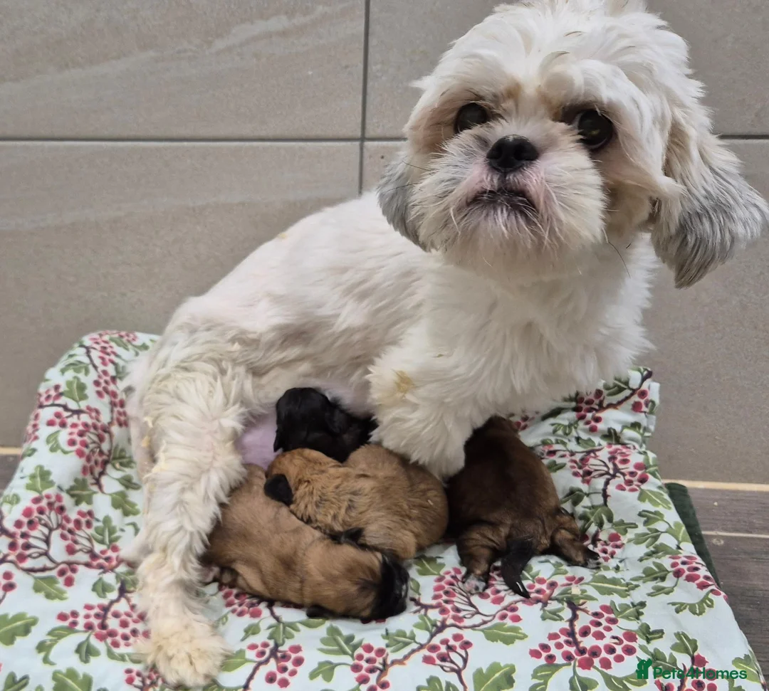 Shihpoo dogs for sale: Shihpoo Puppies - Advert 7