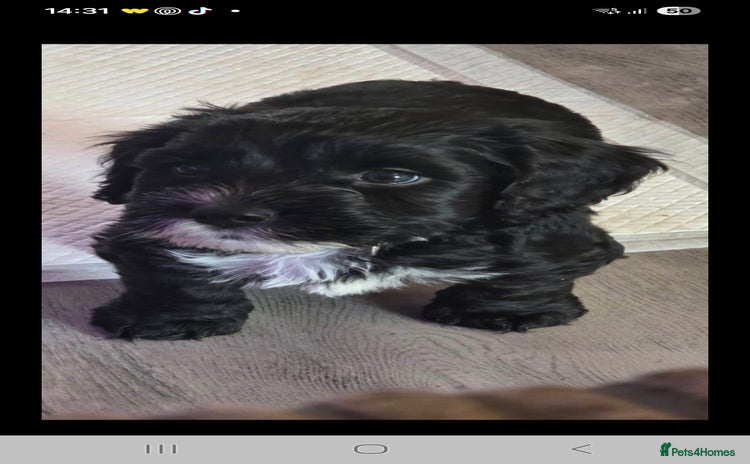 Cockapoo dogs - Advert 13