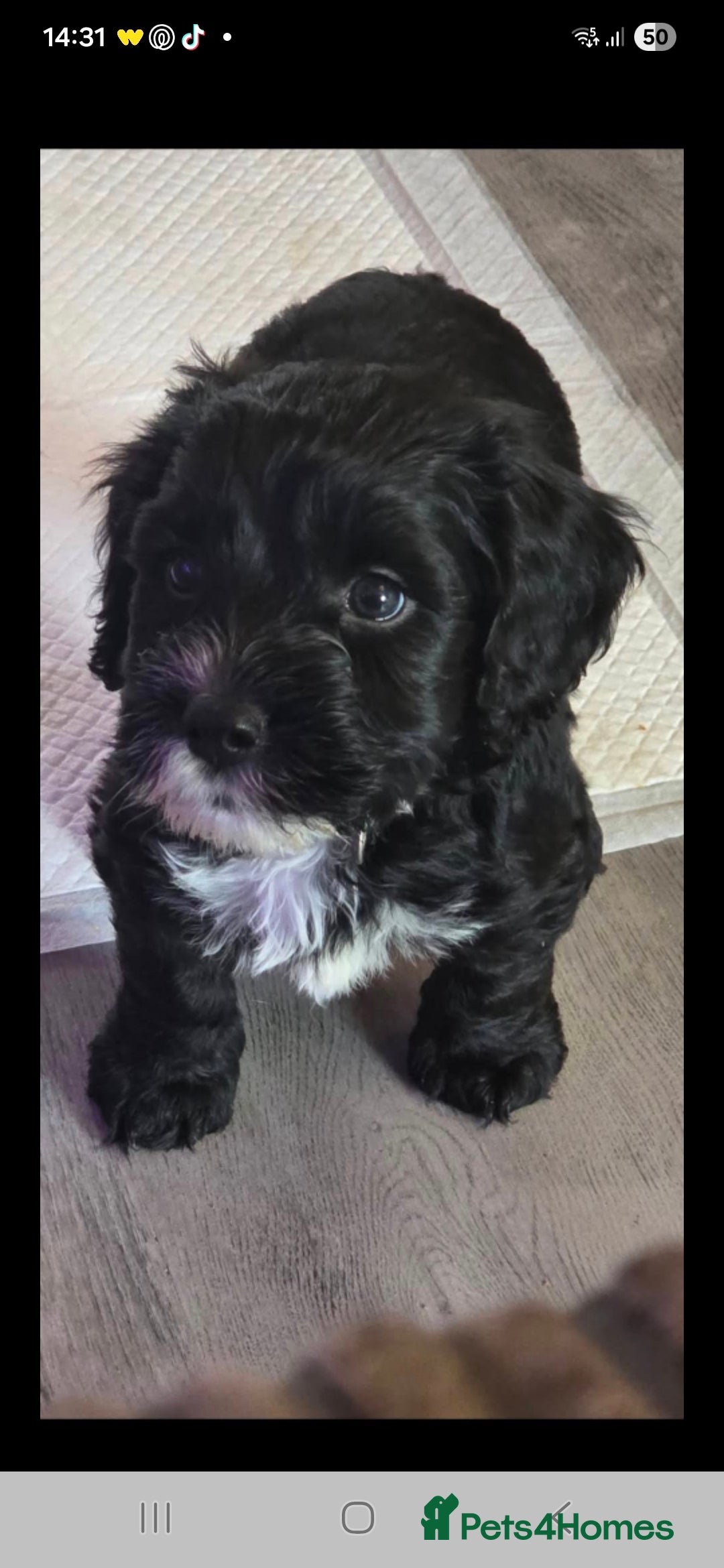 Cockapoo dogs for sale: cockapoo - Advert 20