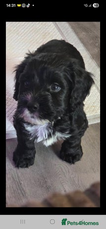 Cockapoo dogs - Advert 13