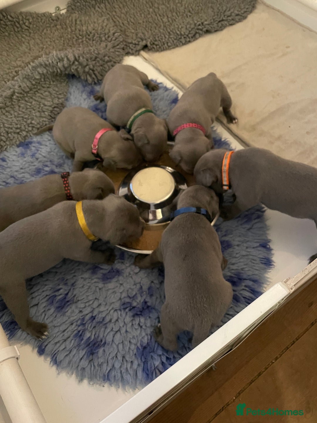 Staffordshire Bull Terrier dogs for stud: STUD…. Blue Siras champion bloodlines  in Stroud - Image 14