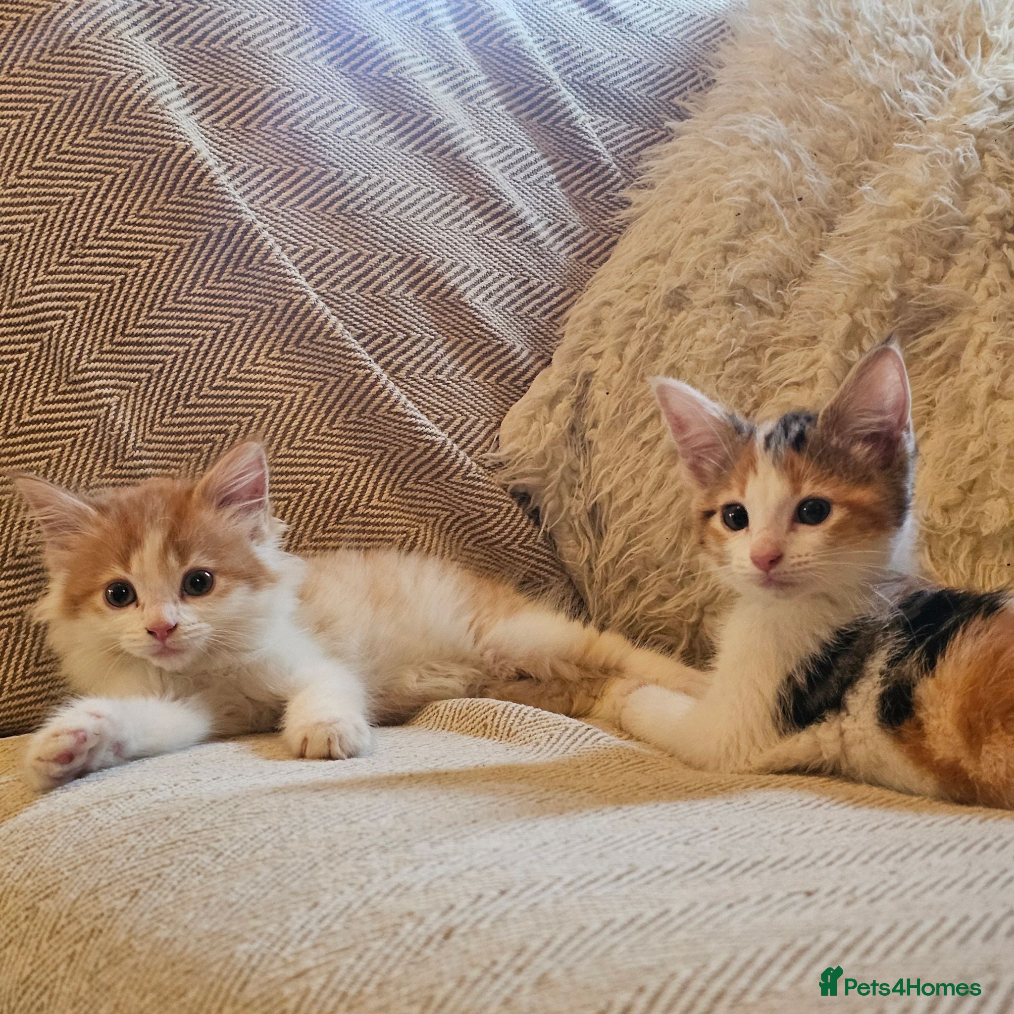 Mixed Breed cats Beautiful Mixed kittens 8 weeks  - Advert 13