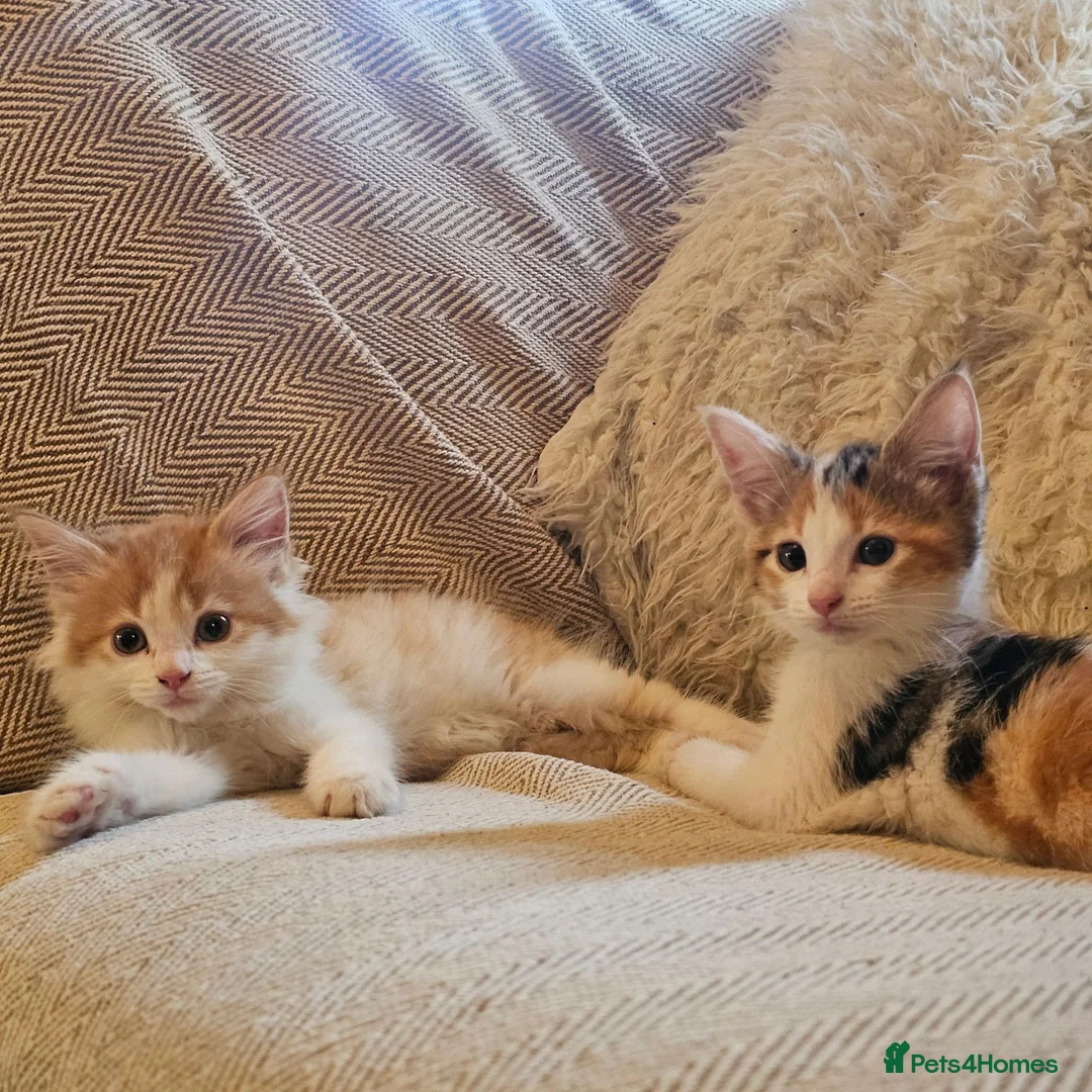 Mixed Breed cats for sale: Beautiful Mixed kittens 8 weeks  - Advert 1