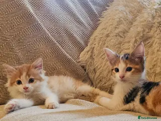 Mixed Breed cats Beautiful Mixed kittens 8 weeks - Advert 13
