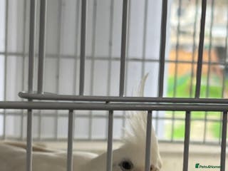 Cockatiels birds Cockatiels for sale - Advert 8