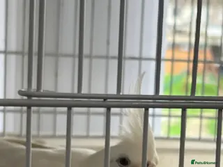 Cockatiels birds Cockatiels for sale - Advert 9