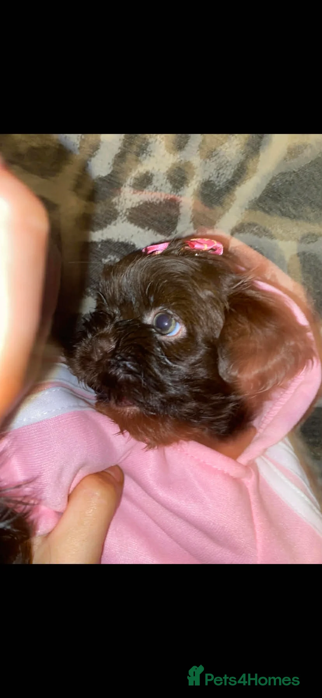 Shih Tzu dogs for sale: Shih Tzu Puppies For Sale - - Advert 14