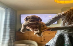 Cocker Spaniel dogs for sale: Working Cocker Spaniels - Advert 10