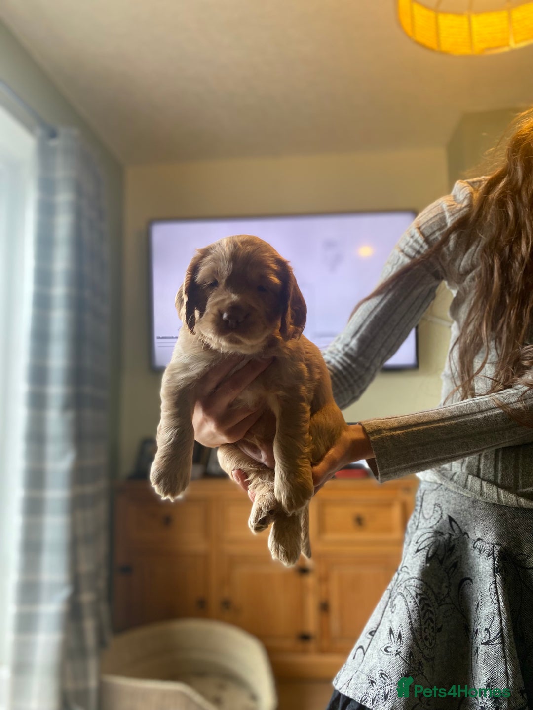 Cocker Spaniel dogs for sale: Working Cocker Spaniels - Advert 10