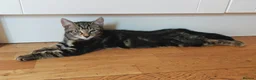 Domestic Shorthair cats for sale: Happy Kittens Looking for a new forever home - Advert 9