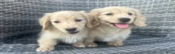 Miniature Dachshund dogs for sale: 👑 CREAM MINI DACHSHUNDS 👑 KC ✨ HEALTH TESTED ✨ - Advert 1