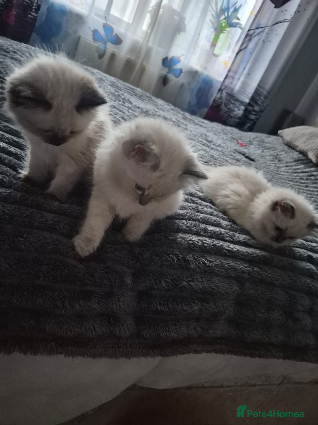 Ragdoll cats for sale: Adorable Ragdoll Kittens GCCF  Active registered  - Advert 28