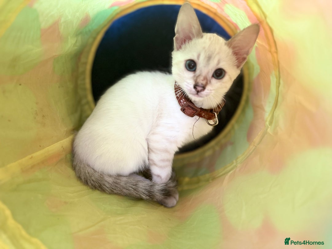 Bengal cats for sale: Blue Eyes Snow Lynx Bengal Kittens - Image 22