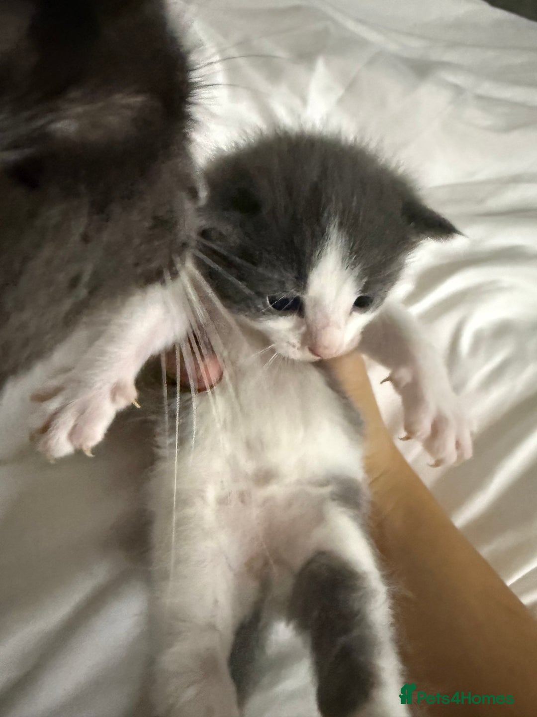 Mixed Breed cats for sale: UPDATED PHOTOS *4 beautiful kittens for sale  - Image 4