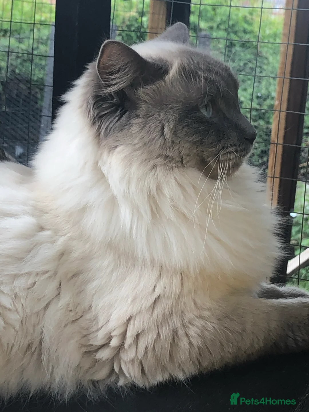 Ragdoll cats for stud: Stud Gccf Active duel Tica blue point  in Grantham - Advert 5