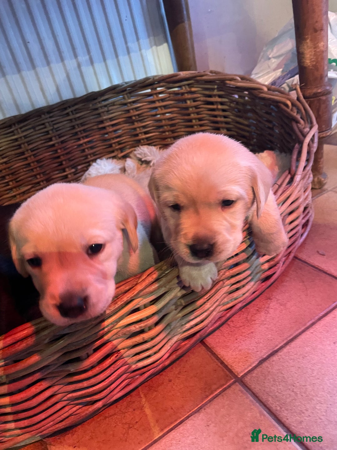 Labrador Retriever dogs for sale: Cotswold Born  Labrador Retriever Puppies. - Advert 6