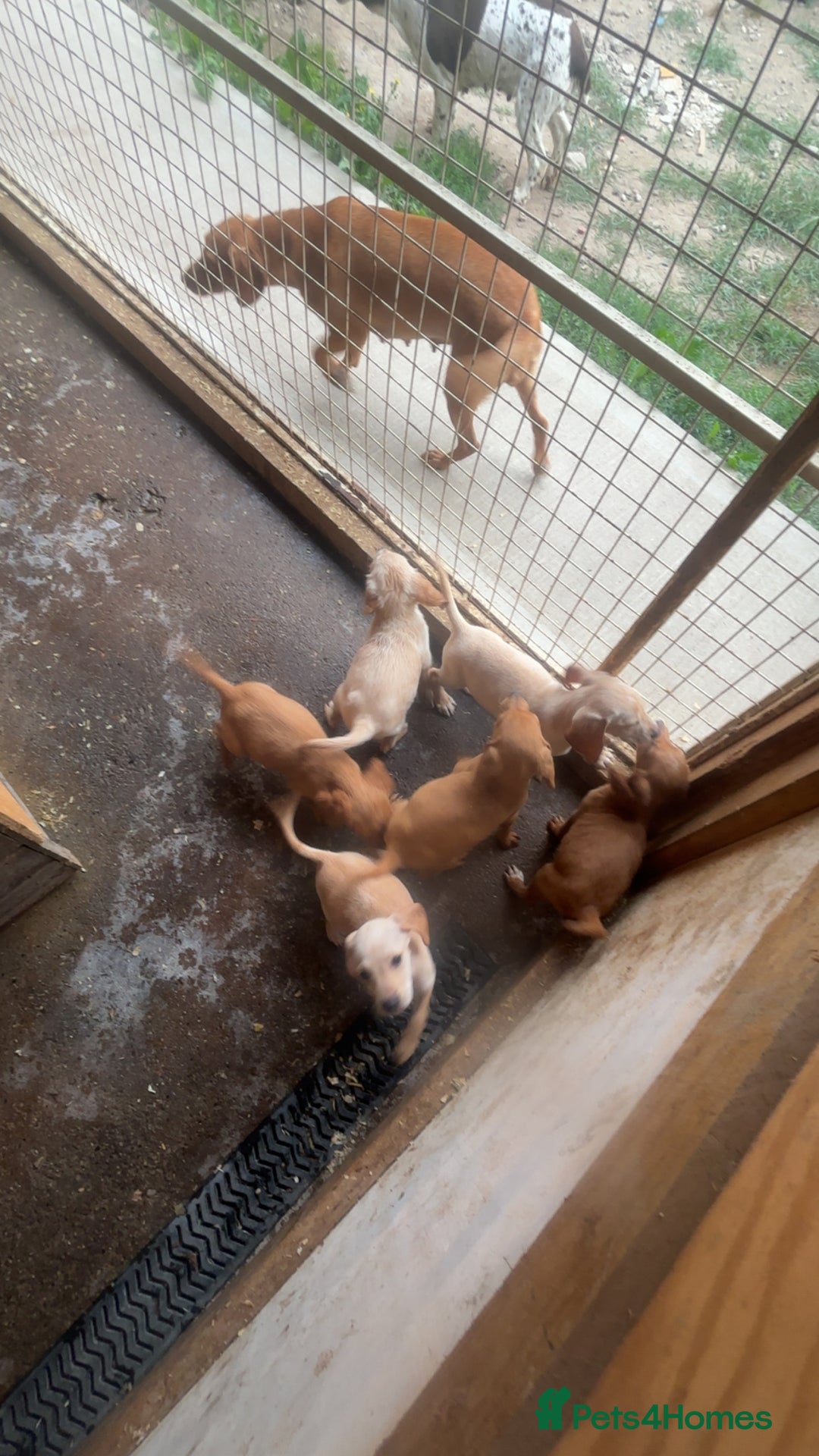 Mixed Breed dogs for sale: Beautiful Sprizla Puppies  - Image 13
